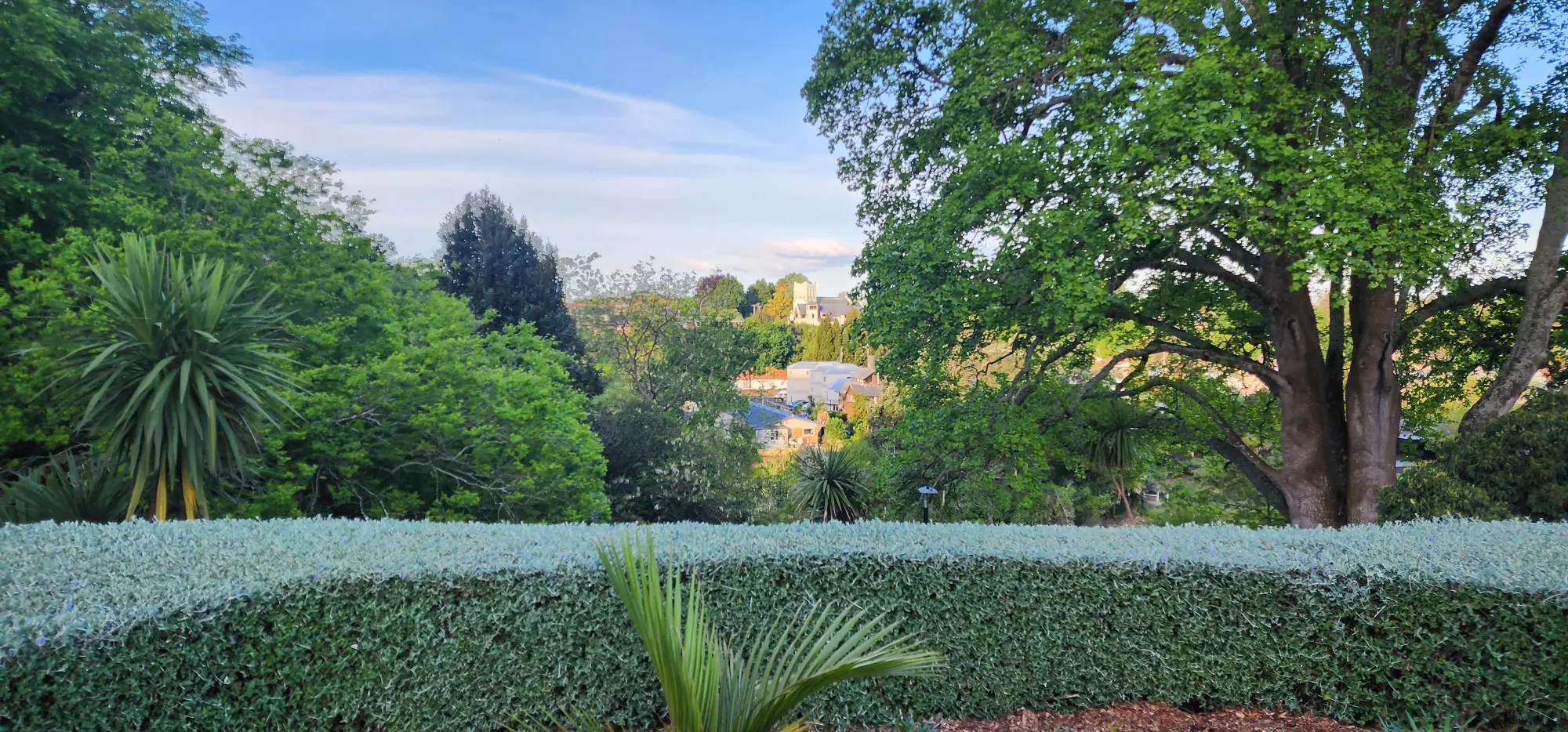 Hedge & Shrub Trimming